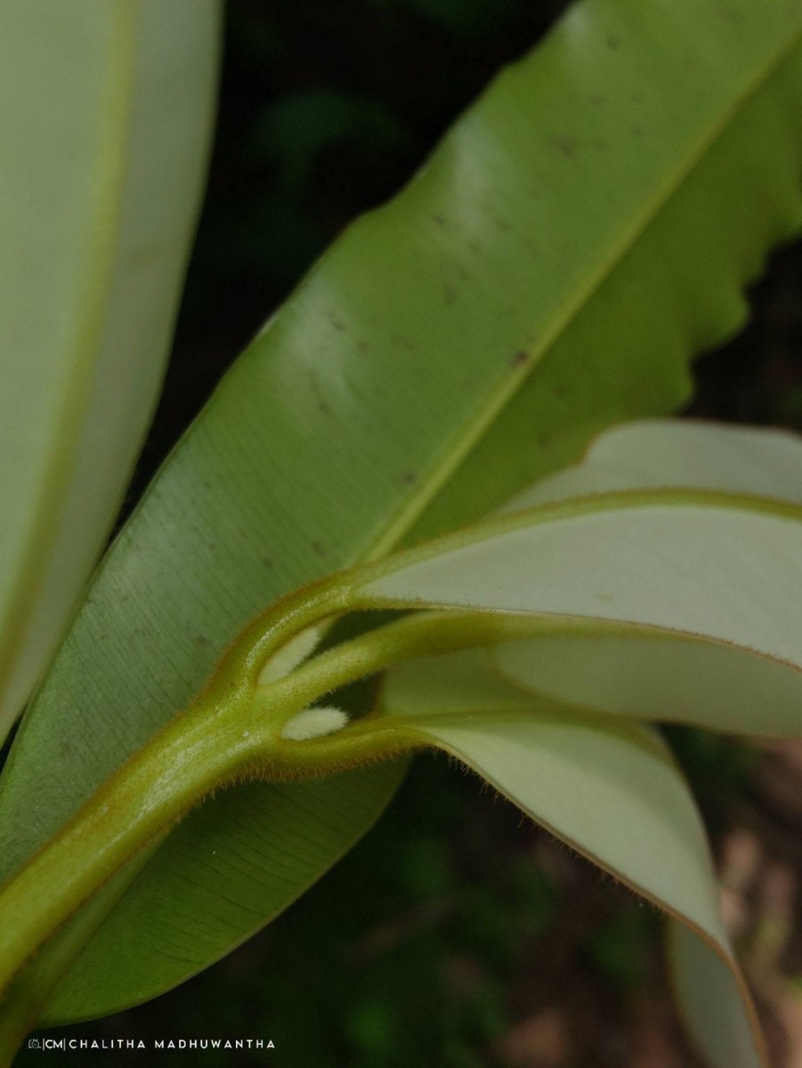 Calophyllum bracteatum Thwaites